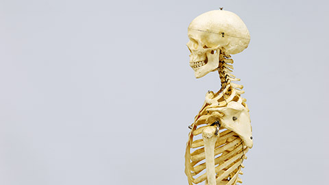 Human skeleton model