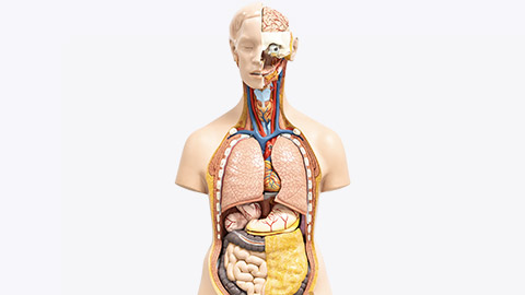 artificial model of hman organs used for educational purposes