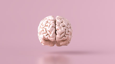 Human brain Anatomical Model