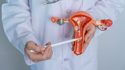 Doctor holding Uterus and Ovaries model