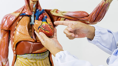 doctor's hand pointing heart anatomy human body model