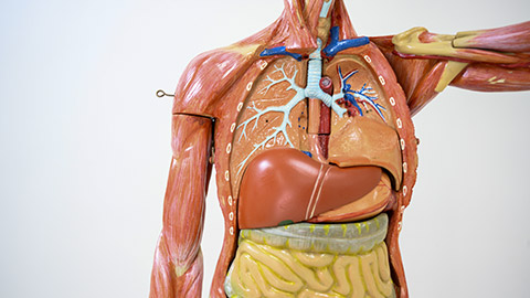 Part of human body model with organ system