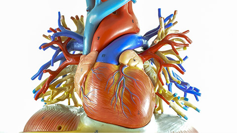 human heart model