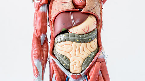 Part of human body model with organ system