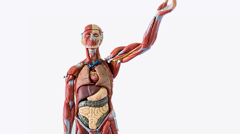 Anatomy human body model