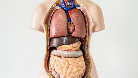 part of human body model with organ system