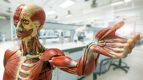 human anatomy model on laboratory