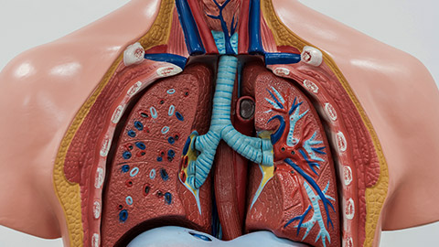 artificial model of human Internal organs