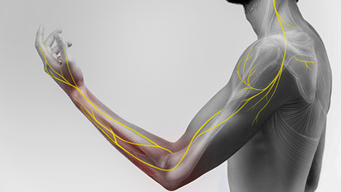 Illustration of the human arm anatomy representing nerves, bones and ligaments