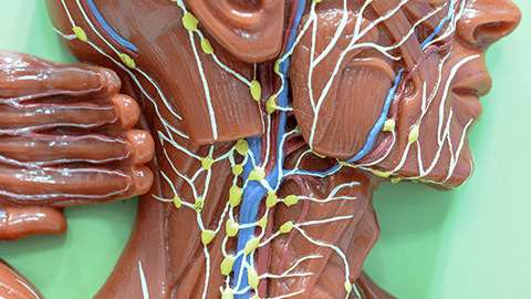 model of lymphatic system of human