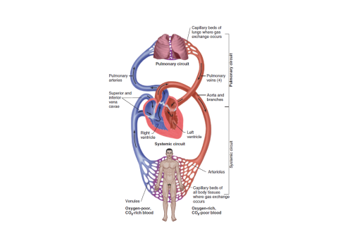 pulmonary circulation