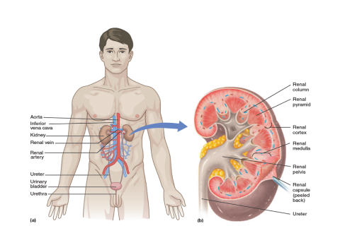 urinary system and parts of the kidney