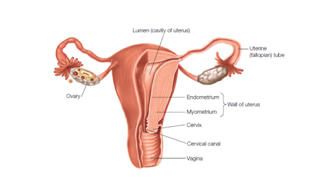 female reproductive system