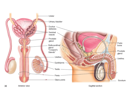 male reproductive system