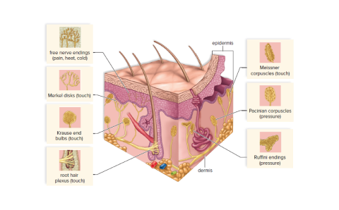 parts of the skin