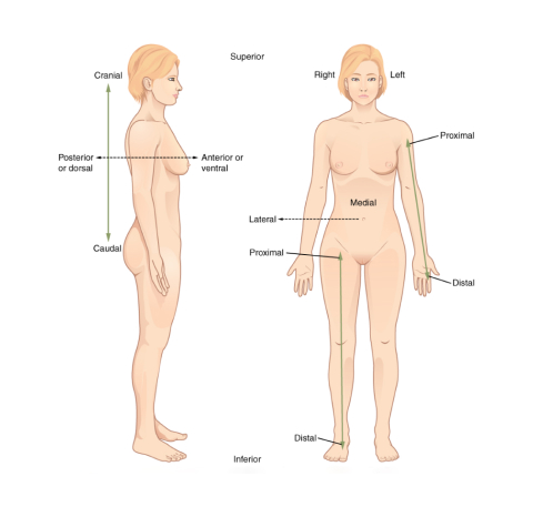 Directional Terms Applied to the Human Body