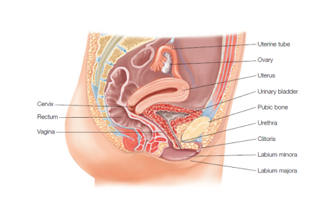 female reproductive system