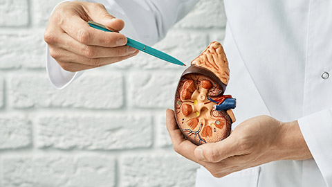 Close-up, anatomical model of human kidney in doctor hands