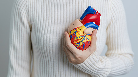 Woman holding human Heart model