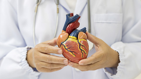 Doctor hand holding heart model anatomy