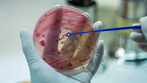 Close up the media plate on hand medical technicians working on bacterial culture and drug resistance of pathogens in laboratory