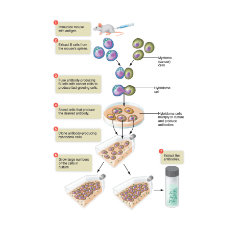 preparing monoclonal antibodies using mice