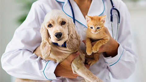 A animal care professional holding a dog and a cat