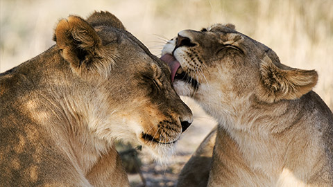 A pair of lionesses licking each other