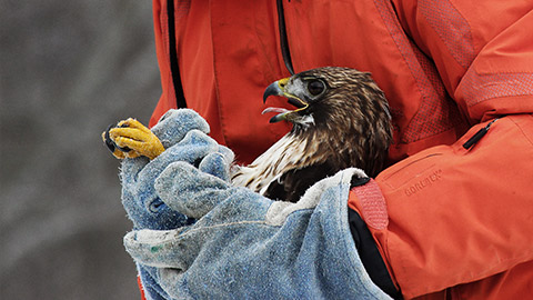 A bird of prey being held by a veterinarian