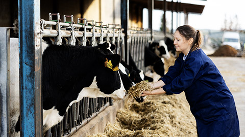 a person feeding cows