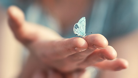 Blue, fragile butterfly wings on woman fingers