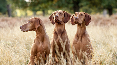 Portrait of Hungarian Vizsla dogs sitting in long fall grass