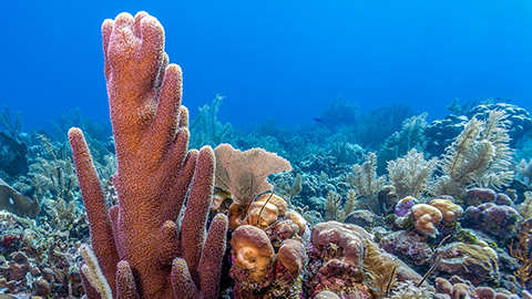 Underwater Coral reef off coast of Roatan