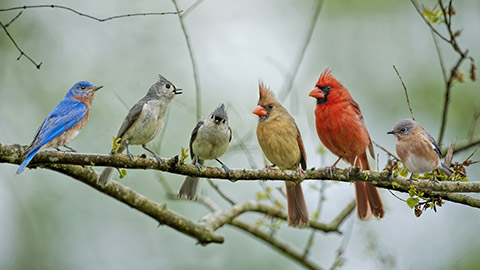 diffrent kinds of birds perching at a tree branch