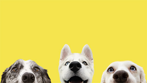 Banner three hide funny surprised dogs puppies isolated on yellow background