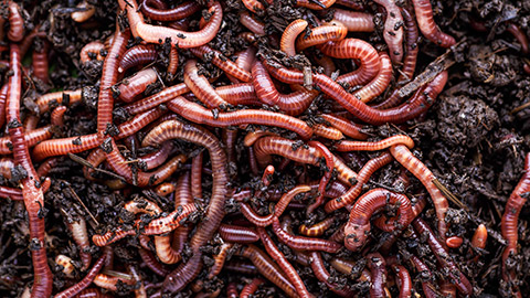 living earthworms for fishing in the soil