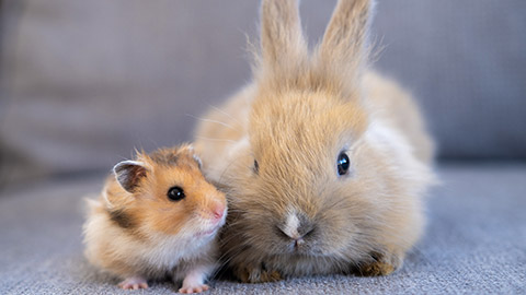 hamster and rabbit sitting side by side