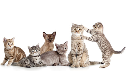 various cats group isolated