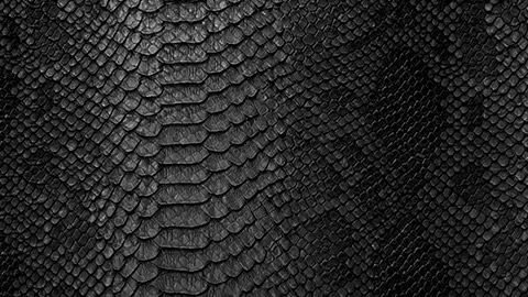 reptile skin or scales