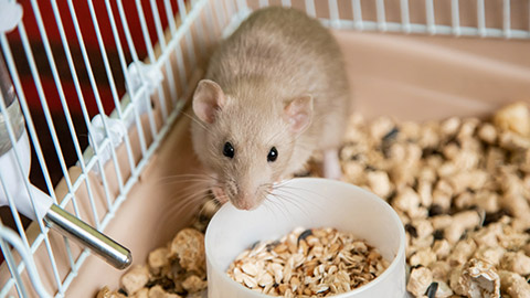 The domestic rat dumbo, white, is sitting in an open cage