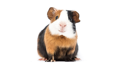 funny guinea pig smiling on white background