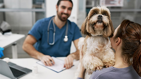 Fluffy patient of modern veterinary clinics standing by his owner communicating with vet doctor during consultation in medical office