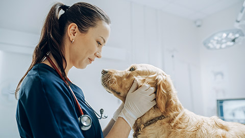 Beautiful Female Veterinarian Petting a Noble Golden Retriever Dog.