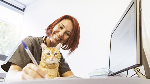 Veterinarian doctor is making a check up of a cute beautiful cat. Veterinary Concept.