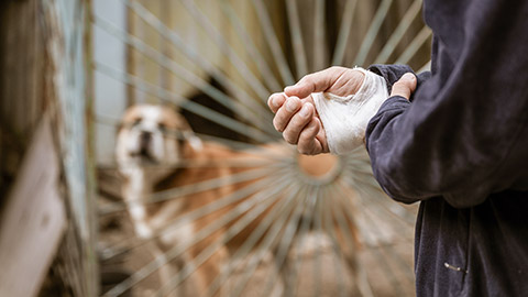 Bandaged human hand after dog bite