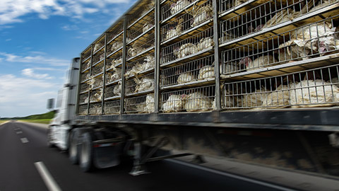 rear view of a transportation turkey truck on the roads, lot of white turkeys in cages