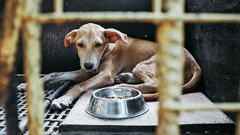 sad dog inside cage