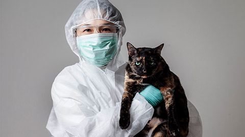 Vet happy smiling while playing with a cat. veterinarian doctor in protective suit PPE Holding a lovely cat at Animal clinic. Health care Pet