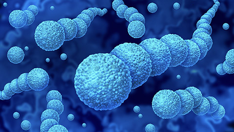 Streptococcus Bacteria and Streptococcal infections as gram-positive bacterial outbreak as spherical Streptococcaceae cell division spreading as a 3D illustration.
      