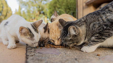 A group of stray cats eating the dry cat food that their caregivers give them